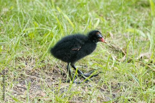 Schilderij op canvas Common moorhen chick, Gallinula chloropus, on a meadow.