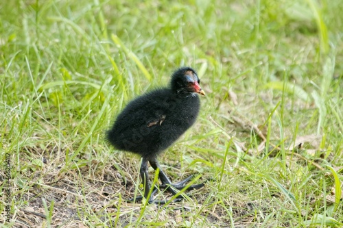 Foto Common moorhen chick, Gallinula chloropus, on a meadow.