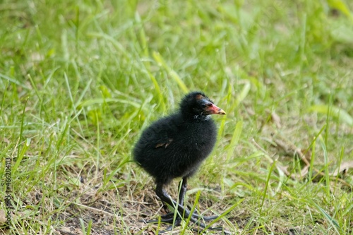 Schilderij op canvas Common moorhen chick, Gallinula chloropus, on a meadow.