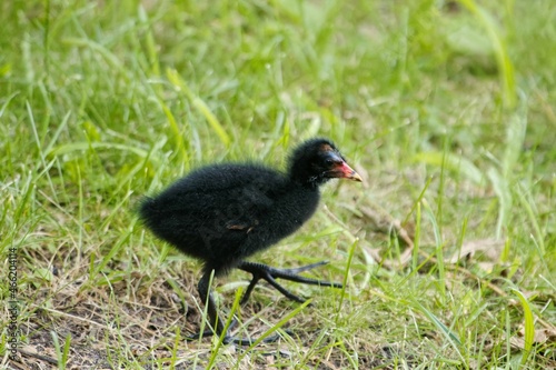 Schilderij op canvas Common moorhen chick, Gallinula chloropus, on a meadow.