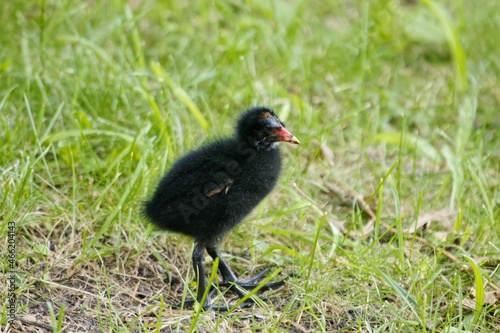 Valokuva Common moorhen chick, Gallinula chloropus, on a meadow.