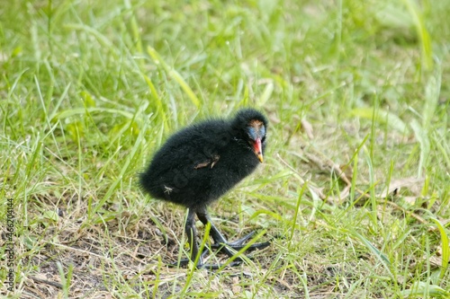 Schilderij op canvas Common moorhen chick, Gallinula chloropus, on a meadow.
