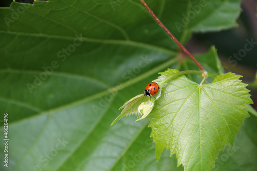 Ladybug on green grape leaf