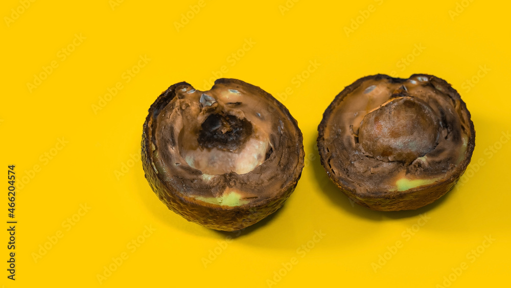 Rotten Avocado on Yellow background. Close up details Rotten tropical Fruits. Copy space on Yellow background about Food. Rotten Avocado on Yellow background. Close up details Rotten tropical Fruits. Copy space on Yellow background about Food.