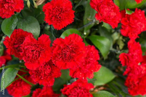 Red carnations. Flowers on the monument. Garden plants are gathered together.