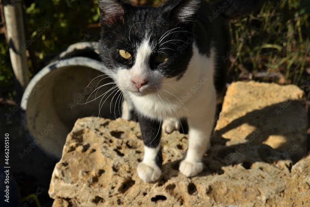 cat in the garden