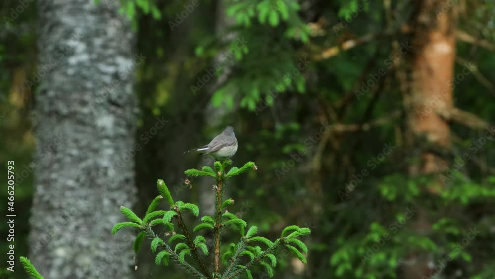 Colorful Red-breasted flycatcher, Ficedula parva sitting on a top of a small Spruce. Shot in Estonian boreal forest, Northern Europe.