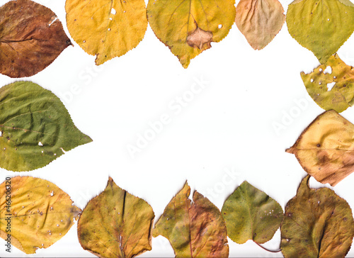 autumn leaves frame