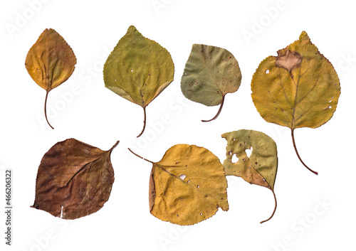 set of leaves