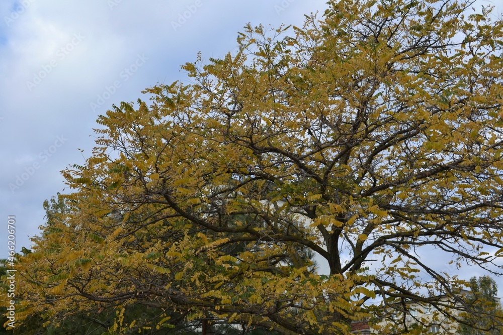 Fototapeta premium tree in the sky