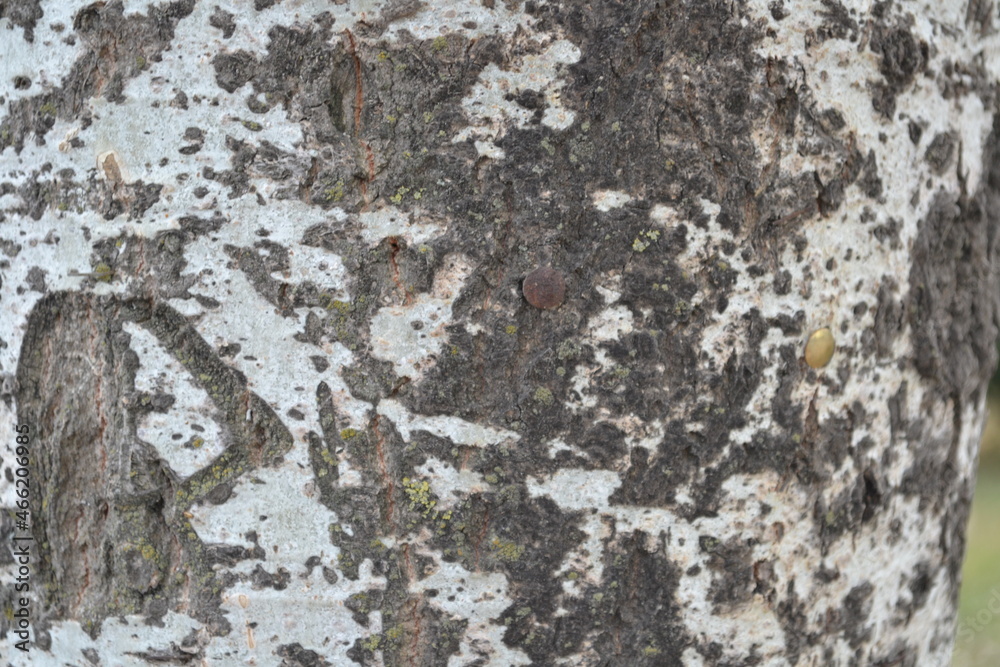 Obraz premium bark texture