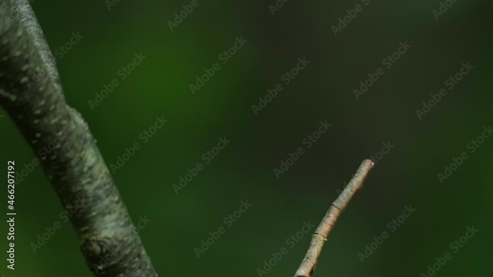 Close-up of an adult male Red-breasted flycatcher, Ficedula parva in an old-growth boreal forest in Estonia, Northern Europe. Close-up of an adult male Red-breasted flycatcher, Ficedula parva in an old-growth boreal forest in Estonia, Northern Europe.