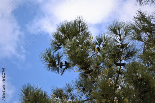 pine branches against blue sky