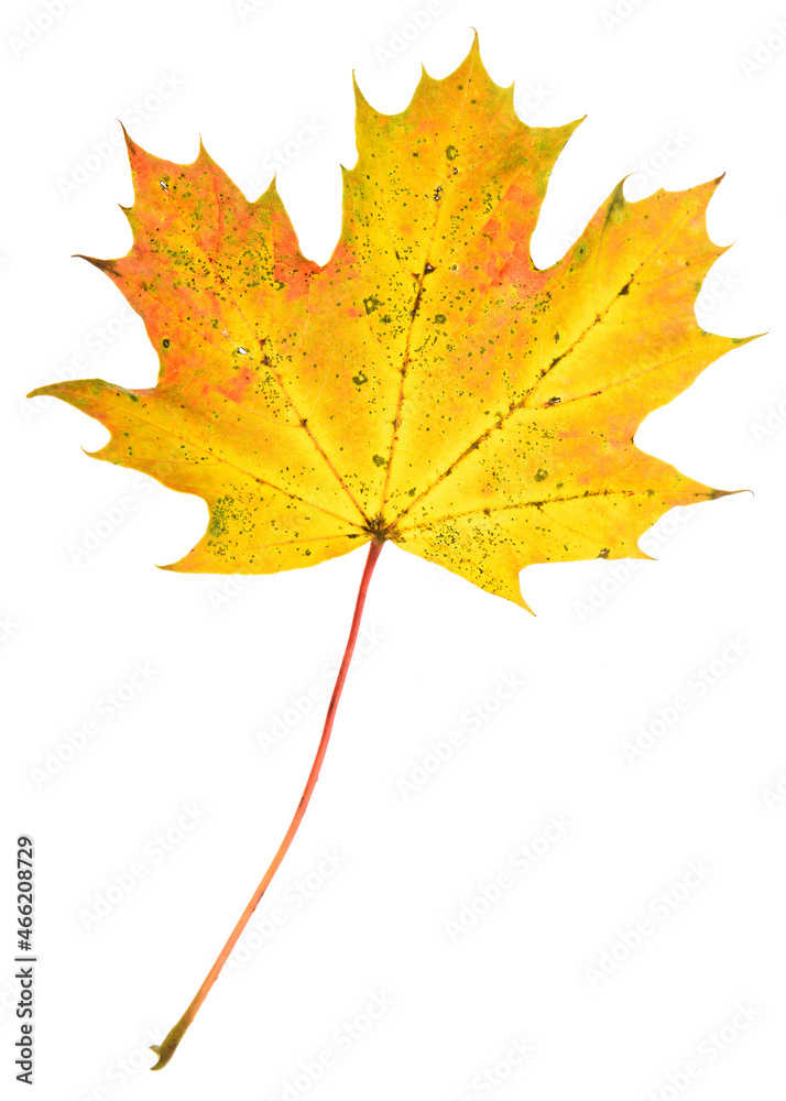 Fototapeta premium Oktober, maple leaf isolated on white background