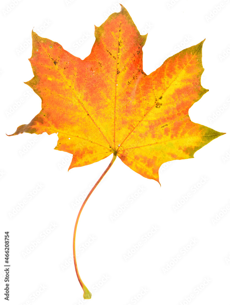Oktober, maple leaf isolated on white background Oktober, maple leaf isolated on white background