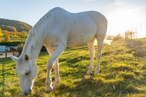 White horse grazing on green meadow at sunset in autumn.