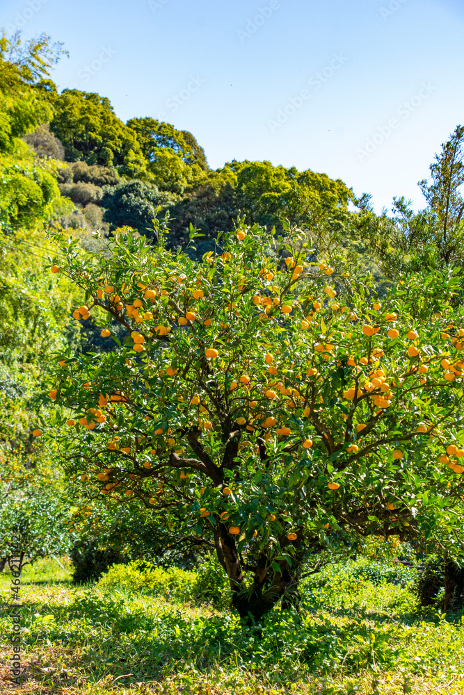 Fototapeta premium 温州ミカン 鹿児島県出水市