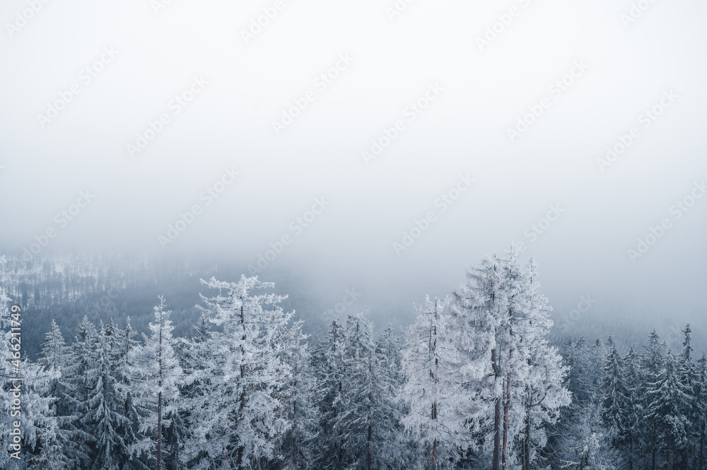 fog in the forest with snow on the trees fog in the forest with snow on the trees