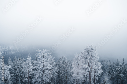 fog in the forest with snow on the trees