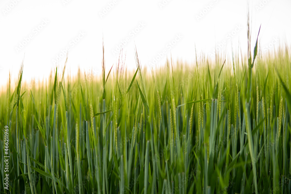 Fototapeta premium Young green barley growing in agricultural field in spring. Unripe cereals. The concept of agriculture, organic food. Barleys sprout growing in soil. Close up on sprouting barley in sunset.