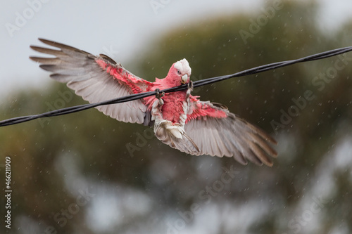 Australian Galah playing in the rain on a powerline.