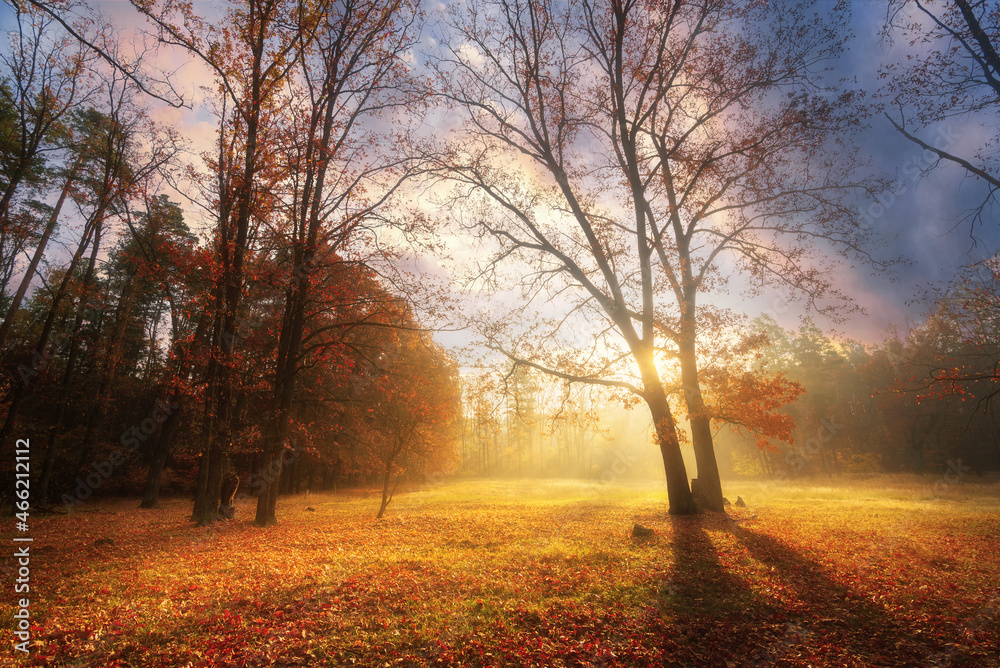 Fototapeta premium Beautiful autumn landscape with trees at lawn in the middle of foggy forest during sunrise. Fairy forest at fall.