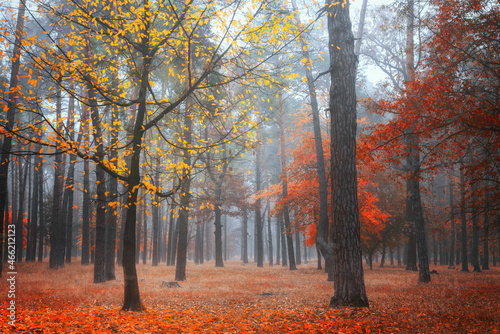 Misty autumn forest with multicolored foliage at morning. Fall landscape.
