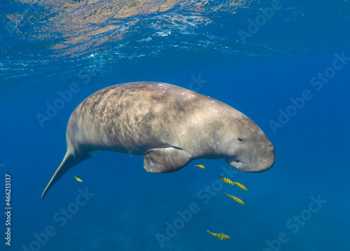 Photography Dugong near sea surface