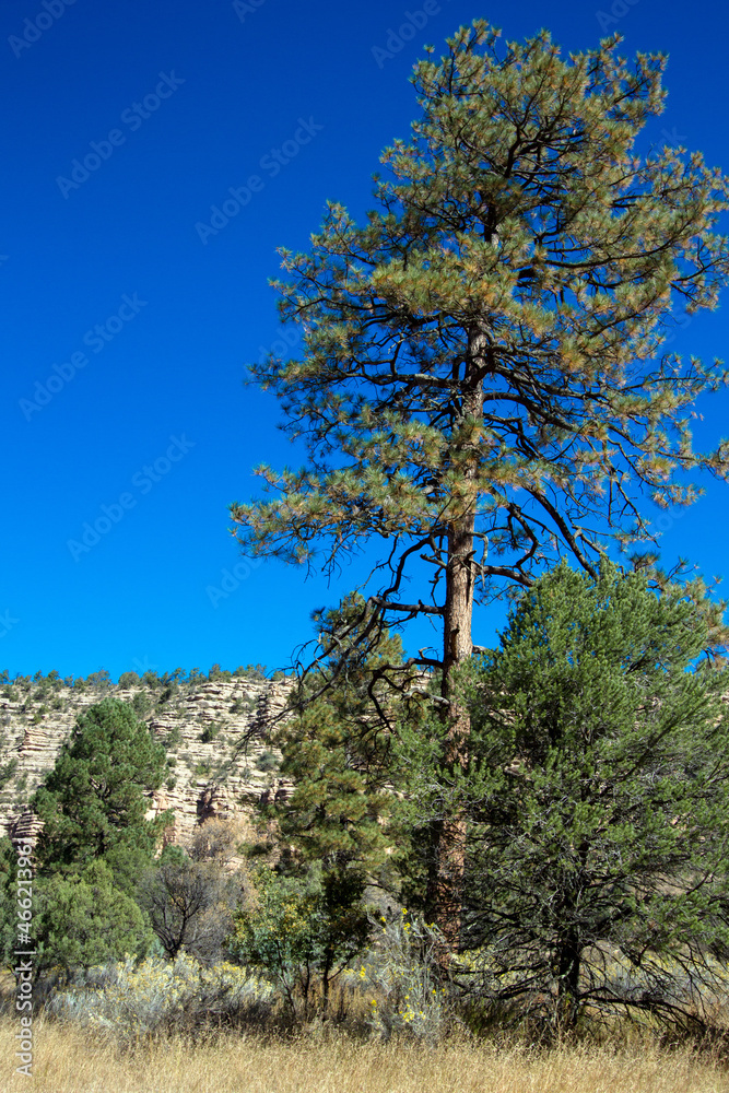Tall pines and sculpted rock cliffs on the scenic drive through New Mexico’s Mimbres River Valley