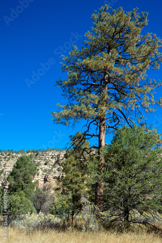 Tall pines and sculpted rock cliffs on the scenic drive through New Mexico   s Mimbres River Valley