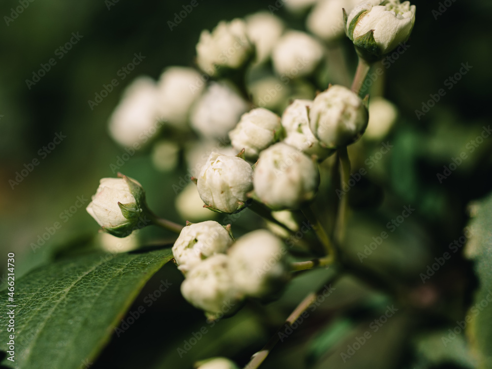 bud of a flower bud of a flower
