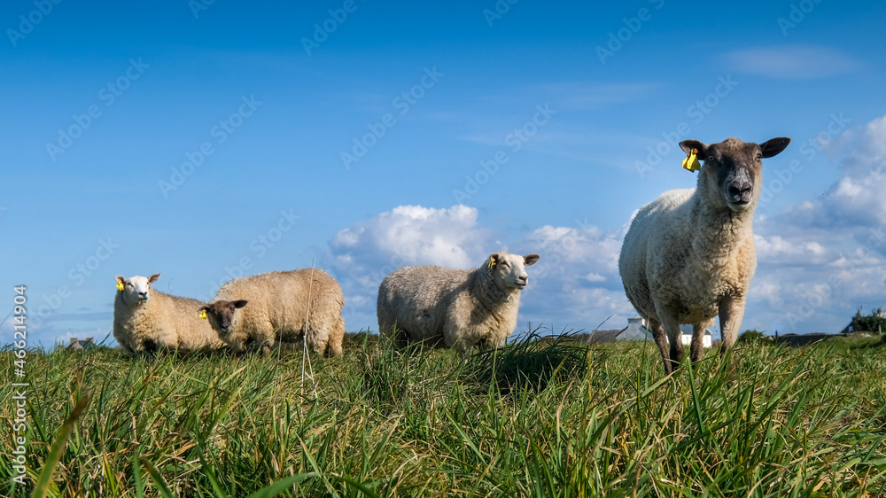 Fototapeta premium herd of sheep