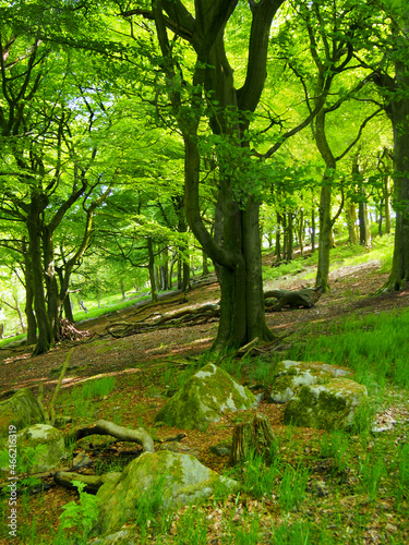 forest with large beech trees with leaves illuminated by bright morning sunshine and boulders on the ground