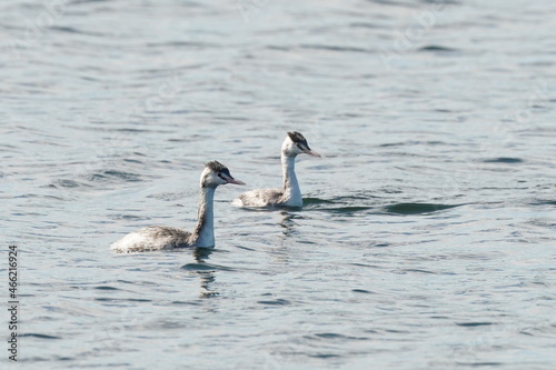 great crested grebe in the sea