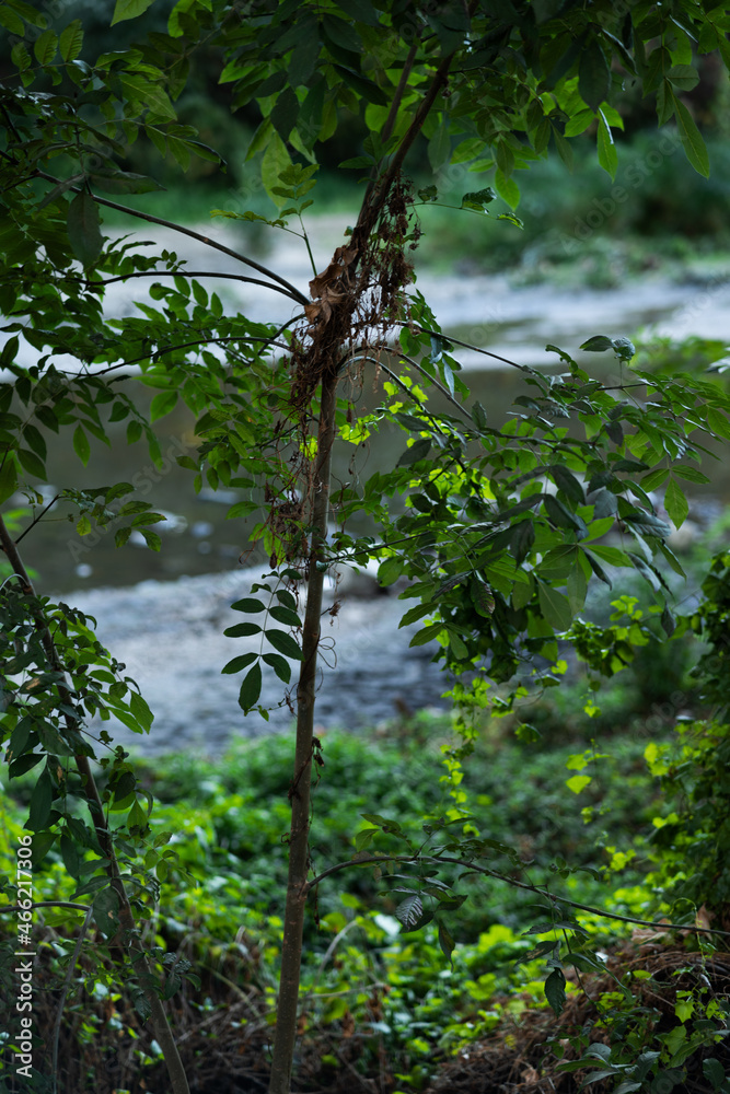 Fototapeta premium waterfall in the forest