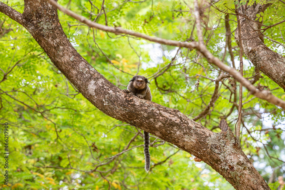Fototapeta premium Brazilian common marmoset on tree branch in portrait and depth of field blur