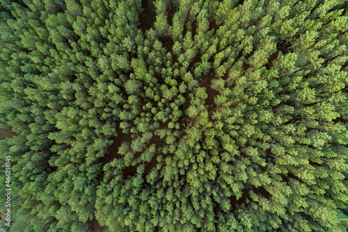Fall forest top view drone, background green pine trees panorama landscape