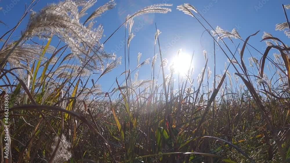 Moving backwards, view from below of tall grass and white fluffy spikes waving at the wind against the bright sun and blue sky. Unusual flora at fresh and clear autumn day. Moving backwards, view from below of tall grass and white fluffy spikes waving at the wind against the bright sun and blue sky. Unusual flora at fresh and clear autumn day.