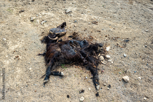Flies and maggots promote decomposition of a dead goat that died in southern Crete photo