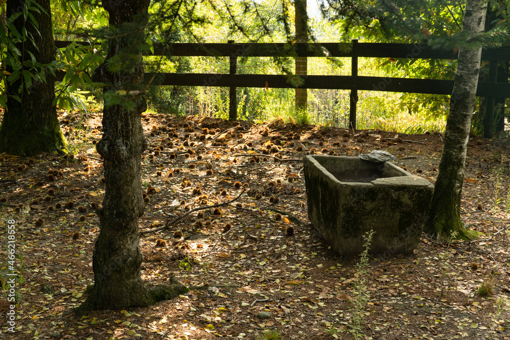 Antico abbeveratoio in pietra nei boschi di Magnano StockFoto Adobe