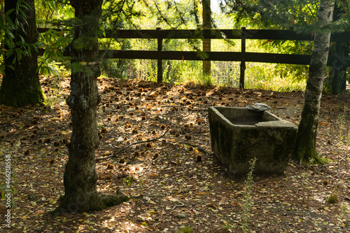 Antico abbeveratoio in pietra nei boschi di Magnano photo