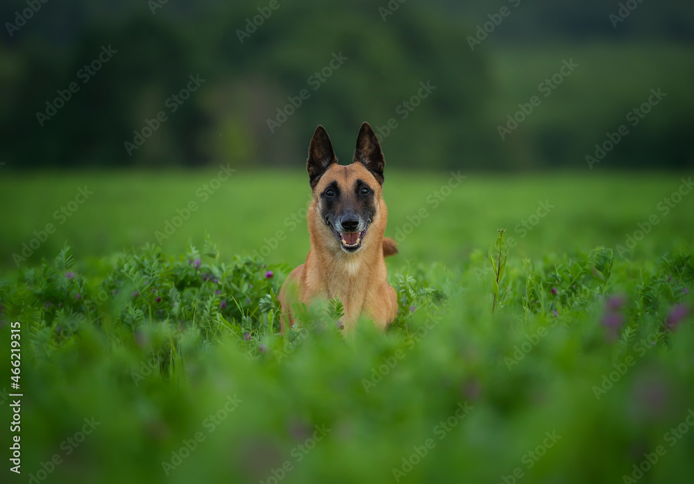 An elderly female Belgian Shepherd Malinois with a gray muzzle in an lucerne field