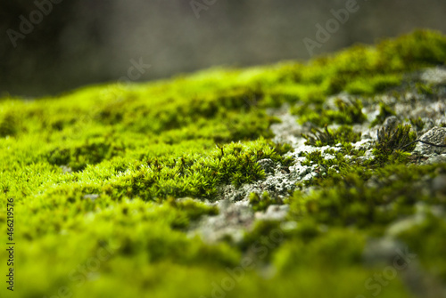 Stone covered in bright green moss magical freshness of nature macro details of the green - Selective focus