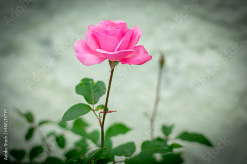 rosa cor de rosa em jardim residencial