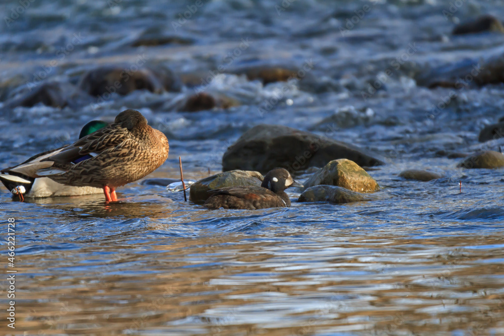 A young male harlequin duck in a fast-moving river A young male harlequin duck in a fast-moving river