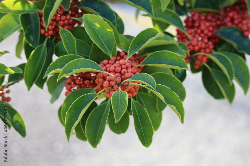 red berries on a tree red berries on a tree