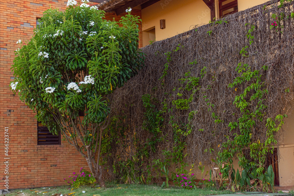 Naklejka premium Vegetação em muro com flores brancas