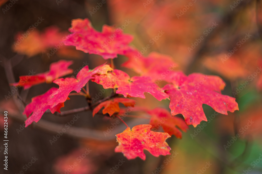 Vibrant red maple leaves on branch in forest Vibrant red maple leaves on branch in forest