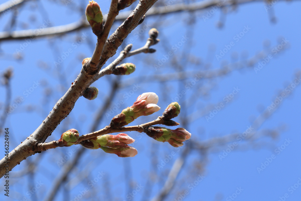 ほころび始めた桜の蕾