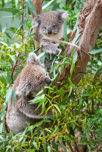 Koalas feeding on gum leaves in country Victoria, Australia.